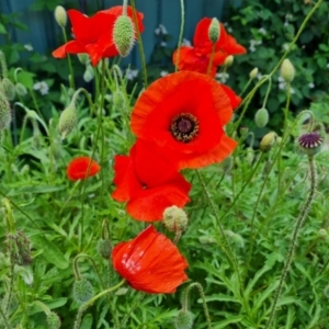 Papaver rhoeas at suppressed - 24 Nov 2020