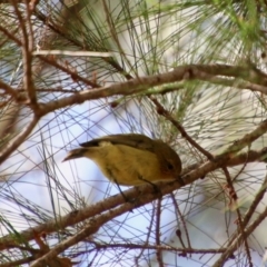 Acanthiza nana (Yellow Thornbill) at Moruya, NSW - 2 Feb 2021 by LisaH