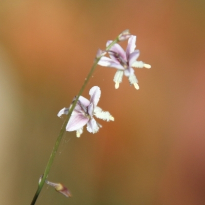 Arthropodium (genus) (A Lily) at Moruya, NSW - 2 Feb 2021 by LisaH