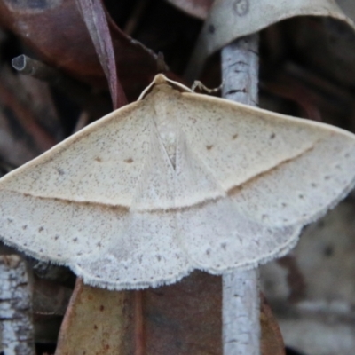 Epidesmia tryxaria (Neat Epidesmia) at Moruya, NSW - 2 Feb 2021 by LisaH