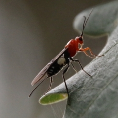 Braconidae (family) (Unidentified braconid wasp) at Mongarlowe, NSW - 31 Jan 2021 by LisaH