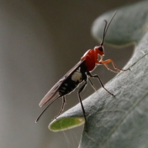 Braconidae (family) at Mongarlowe, NSW - 31 Jan 2021