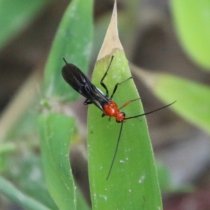 Braconidae (family) at Mongarlowe, NSW - 31 Jan 2021