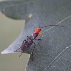 Braconidae (family) at Mongarlowe, NSW - 31 Jan 2021