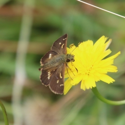 Dispar compacta (Barred Skipper) at Mongarlowe, NSW - 31 Jan 2021 by LisaH