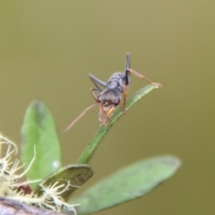 Myrmecia sp., pilosula-group (Jack jumper) at Mongarlowe, NSW - 31 Jan 2021 by LisaH