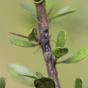 Myrmecia sp., pilosula-group at Mongarlowe, NSW - 31 Jan 2021