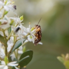 Eulechria psilopla (A Concealer moth (Eulechria group)) at Mongarlowe River - 31 Jan 2021 by LisaH