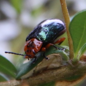 Lamprolina (genus) at Mongarlowe, NSW - 1 Feb 2021