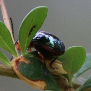 Lamprolina (genus) at Mongarlowe, NSW - 1 Feb 2021