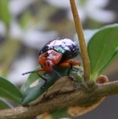 Lamprolina (genus) at Mongarlowe, NSW - 1 Feb 2021