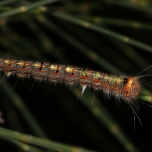 Lasiocampidae (family) immature at Melba, ACT - 24 Jan 2021