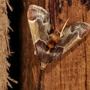 Pyralis farinalis at Melba, ACT - 25 Jan 2021 11:24 PM