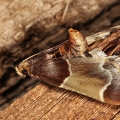 Pyralis farinalis at Melba, ACT - 25 Jan 2021 11:24 PM