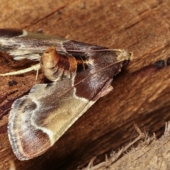 Pyralis farinalis at Melba, ACT - 25 Jan 2021 11:24 PM