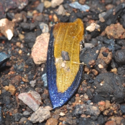 Temognatha suturalis (Boldly sutured jewel beetle) at Bredbo, NSW - 2 Feb 2021 by Harrisi