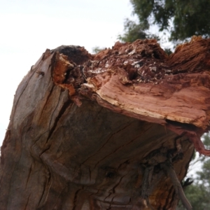 Eucalyptus blakelyi at Curtin, ACT - 1 Feb 2021