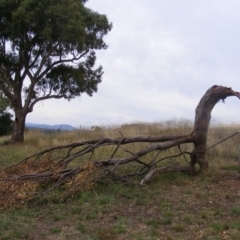 Eucalyptus blakelyi at Curtin, ACT - 1 Feb 2021