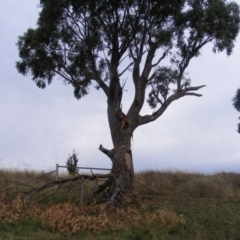 Eucalyptus blakelyi at Curtin, ACT - 1 Feb 2021