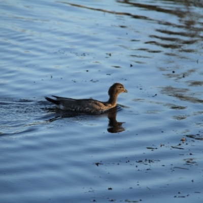 Chenonetta jubata (Australian Wood Duck) at Throsby, ACT - 2 Feb 2021 by davobj