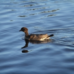 Chenonetta jubata at Throsby, ACT - 3 Feb 2021 06:50 AM