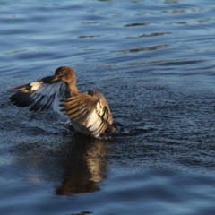 Chenonetta jubata at Throsby, ACT - 3 Feb 2021 06:50 AM