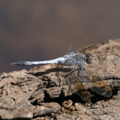 Orthetrum caledonicum (Blue Skimmer) at Majura, ACT - 2 Feb 2021 by jbromilow50