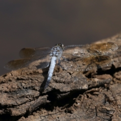 Orthetrum caledonicum at Majura, ACT - 2 Feb 2021