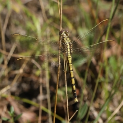 Orthetrum caledonicum (Blue Skimmer) at Majura, ACT - 2 Feb 2021 by jbromilow50