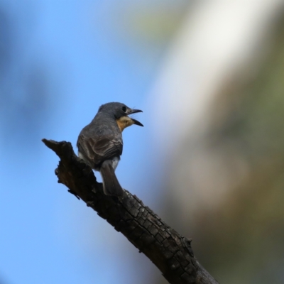 Myiagra rubecula (Leaden Flycatcher) at Majura, ACT - 2 Feb 2021 by jbromilow50