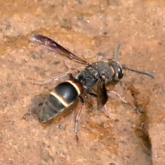 Eumeninae (subfamily) (Unidentified Potter wasp) at Ainslie, ACT - 1 Feb 2021 by jbromilow50