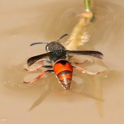 Paralastor sp. (genus) (Potter Wasp) at Ainslie, ACT - 1 Feb 2021 by jbromilow50