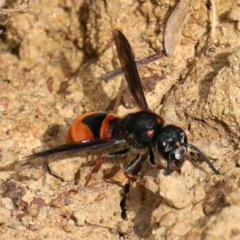 Paralastor sp. (genus) at Ainslie, ACT - 1 Feb 2021