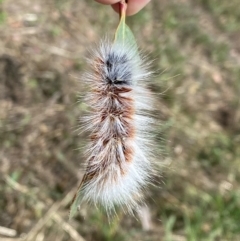 Anthela varia (Hairy Mary) at Googong, NSW - 3 Feb 2021 by Ghostbat