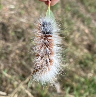 Anthela varia (Hairy Mary) at Googong, NSW - 3 Feb 2021 by Ghostbat