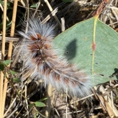 Anthela varia at Googong, NSW - 3 Feb 2021