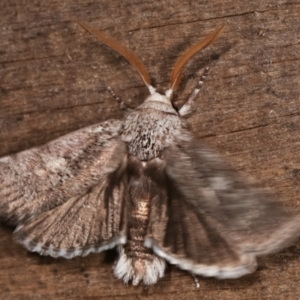 Cryptophasa irrorata at Melba, ACT - 25 Jan 2021 12:40 AM