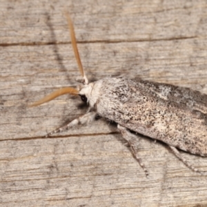 Cryptophasa irrorata at Melba, ACT - 25 Jan 2021 12:40 AM