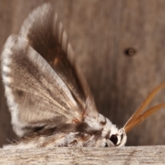 Cryptophasa irrorata at Melba, ACT - 25 Jan 2021 12:40 AM