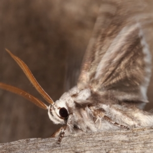 Cryptophasa irrorata at Melba, ACT - 25 Jan 2021