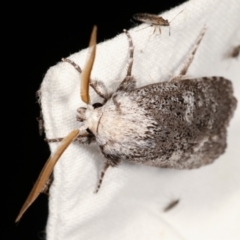 Cryptophasa irrorata at Melba, ACT - 25 Jan 2021