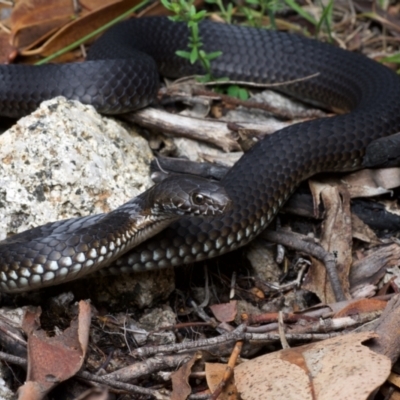Austrelaps ramsayi (Highlands Copperhead) at Cotter River, ACT - 31 Jan 2021 by BrianLR
