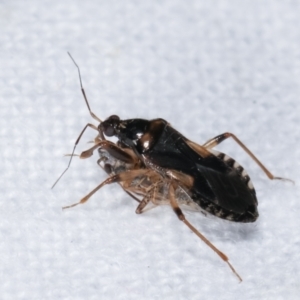 Reduviidae (family) at Melba, ACT - 25 Jan 2021 12:44 AM