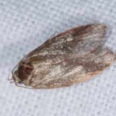 Garrha (genus) (A concealer moth) at Melba, ACT - 25 Jan 2021 by kasiaaus