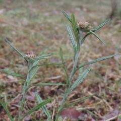 Euchiton sphaericus (star cudweed) at Conder, ACT - 16 Dec 2020 by MichaelBedingfield