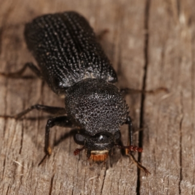 Bostrychopsis jesuita (Auger beetle) at Melba, ACT - 25 Jan 2021 by kasiaaus