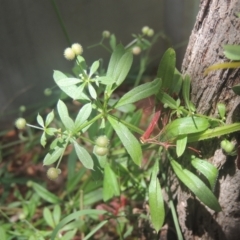 Galium aparine (Goosegrass, Cleavers) at Conder, ACT - 17 Dec 2020 by michaelb