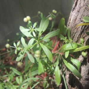 Galium aparine at Conder, ACT - 17 Dec 2020 02:14 PM