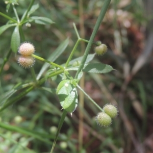 Galium aparine at Conder, ACT - 17 Dec 2020 02:14 PM