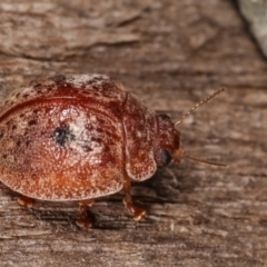 Trachymela sp. (genus) at Melba, ACT - 25 Jan 2021 10:42 PM